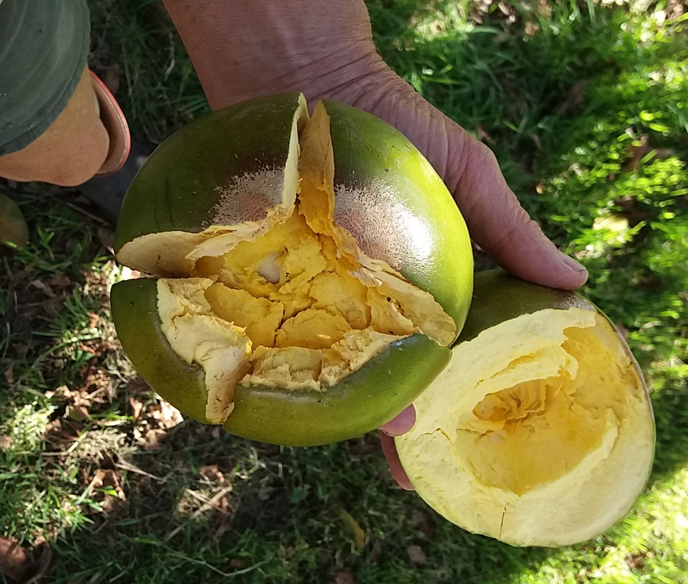 Ripe lucuma fruit, palo type