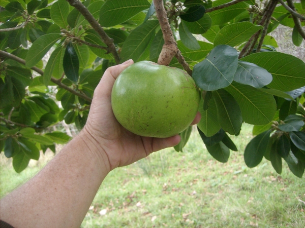 Lucuma fruit on the tree