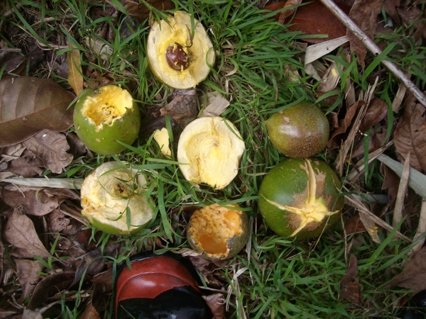 Lucuma obovata fruit fall when ripe