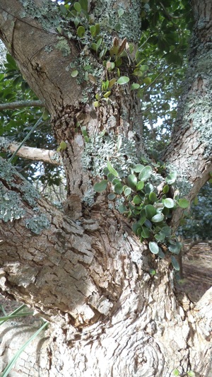 bark of the lucuma tree