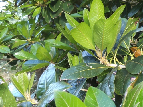 lucuma new growth flush