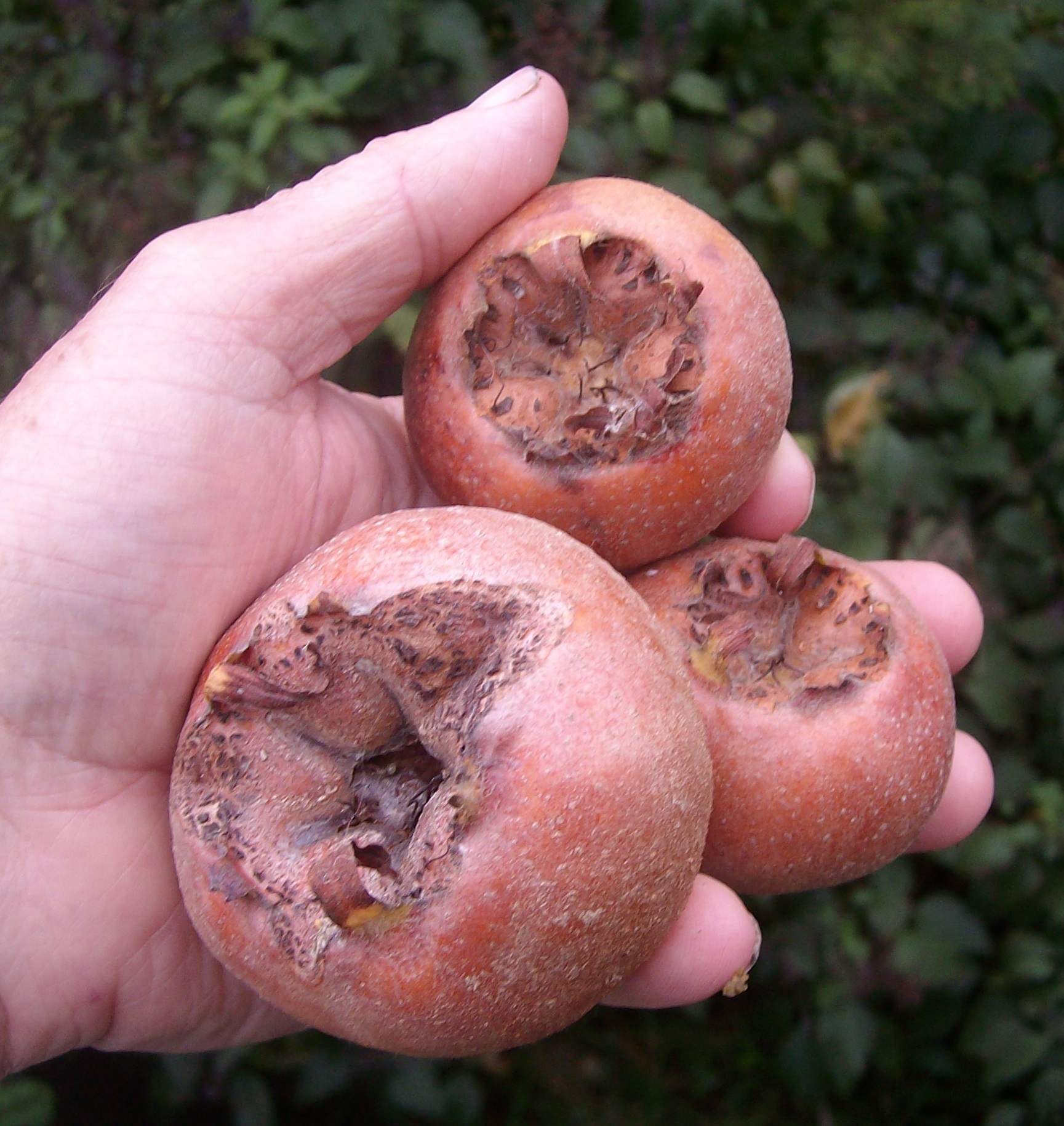 medlar