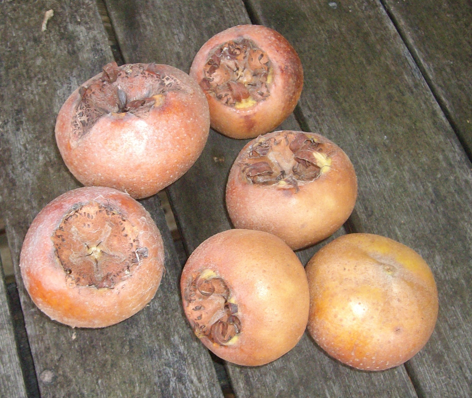 Medlars