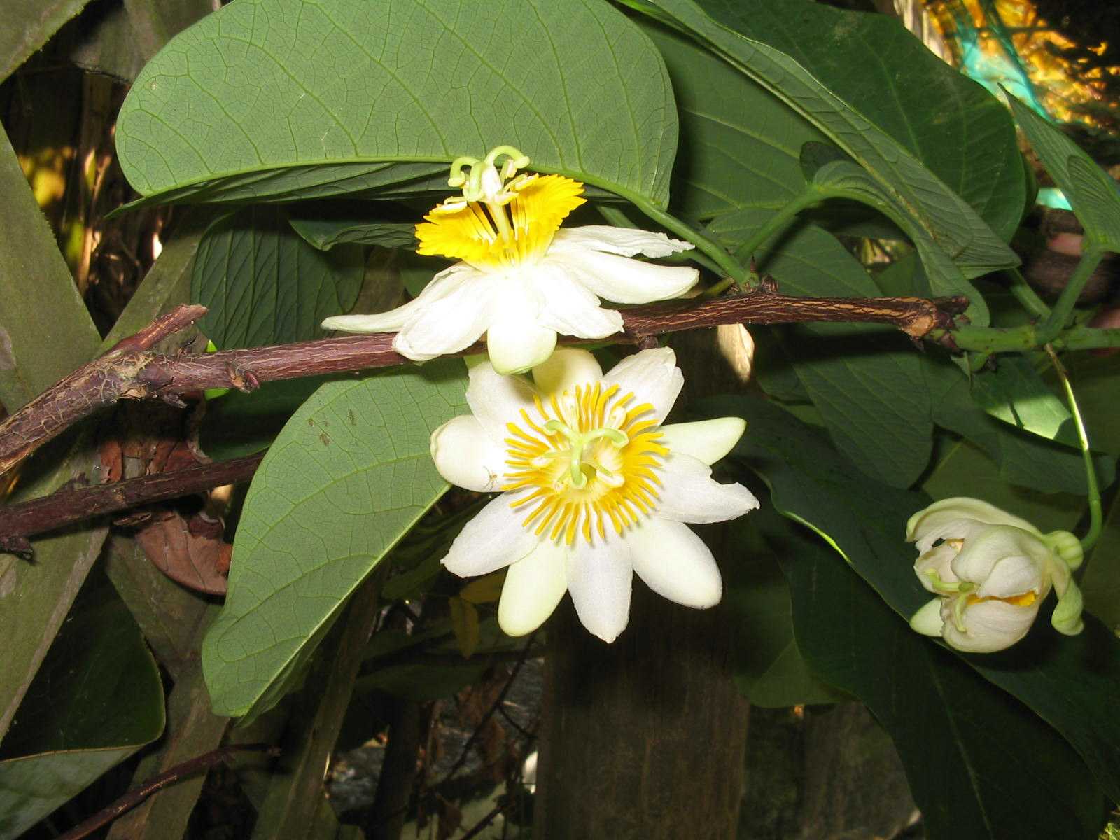 Passiflora lindeniana flowers