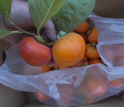 Nishimurawase persimmon
              fruit