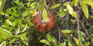 pomegranate fruit april 27th
            2013