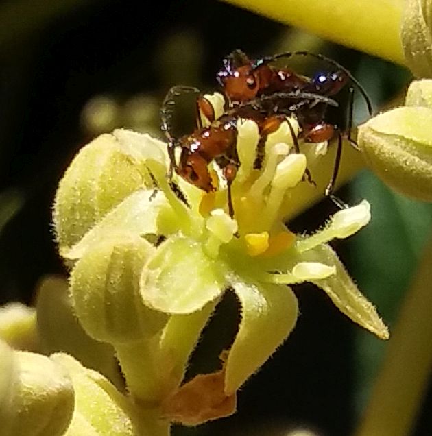 Zorion
                  species on Sharwill avocado flowers