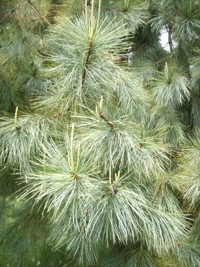 Pinus maximartinezii new growth