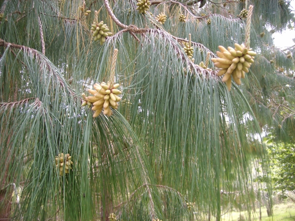 Pinus wallichiana male stobuli shedding pollen