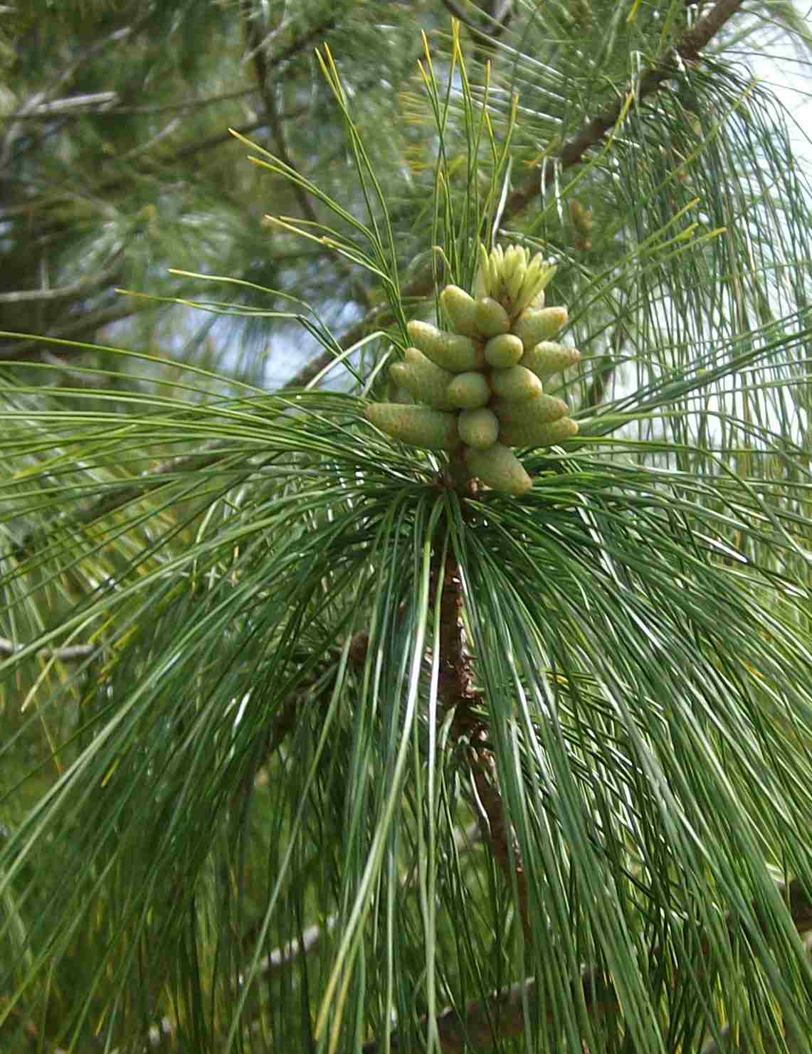 Pinus koraiensis