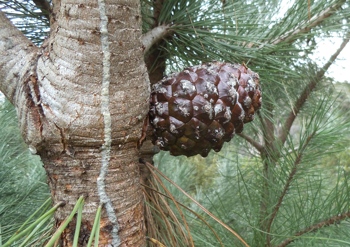 Pinus pinea cone in the winter of the third season