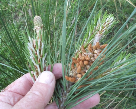 female conelet and male pollen

                  structure