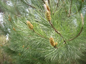 Pinus edulis male strobuli