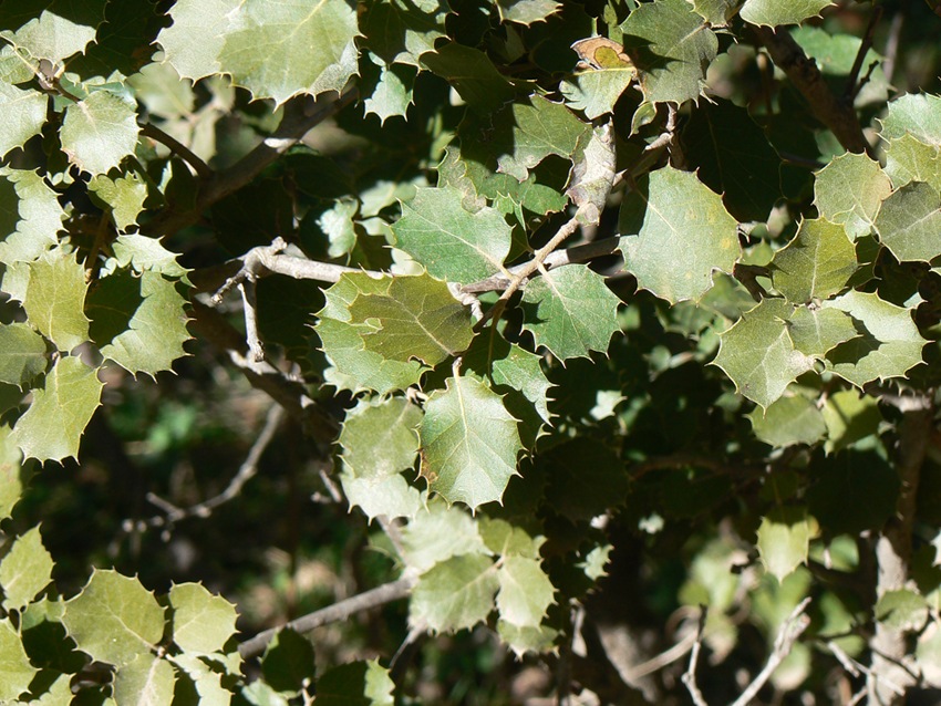 Quercus rotundifolia, Morocco. Fouad Msanda.