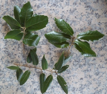 Leaves of 3 New Zealand seedling Quercus rotundifolia