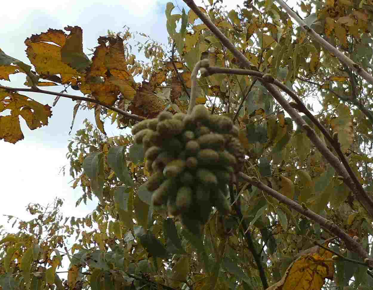 Hazel catkin cluster