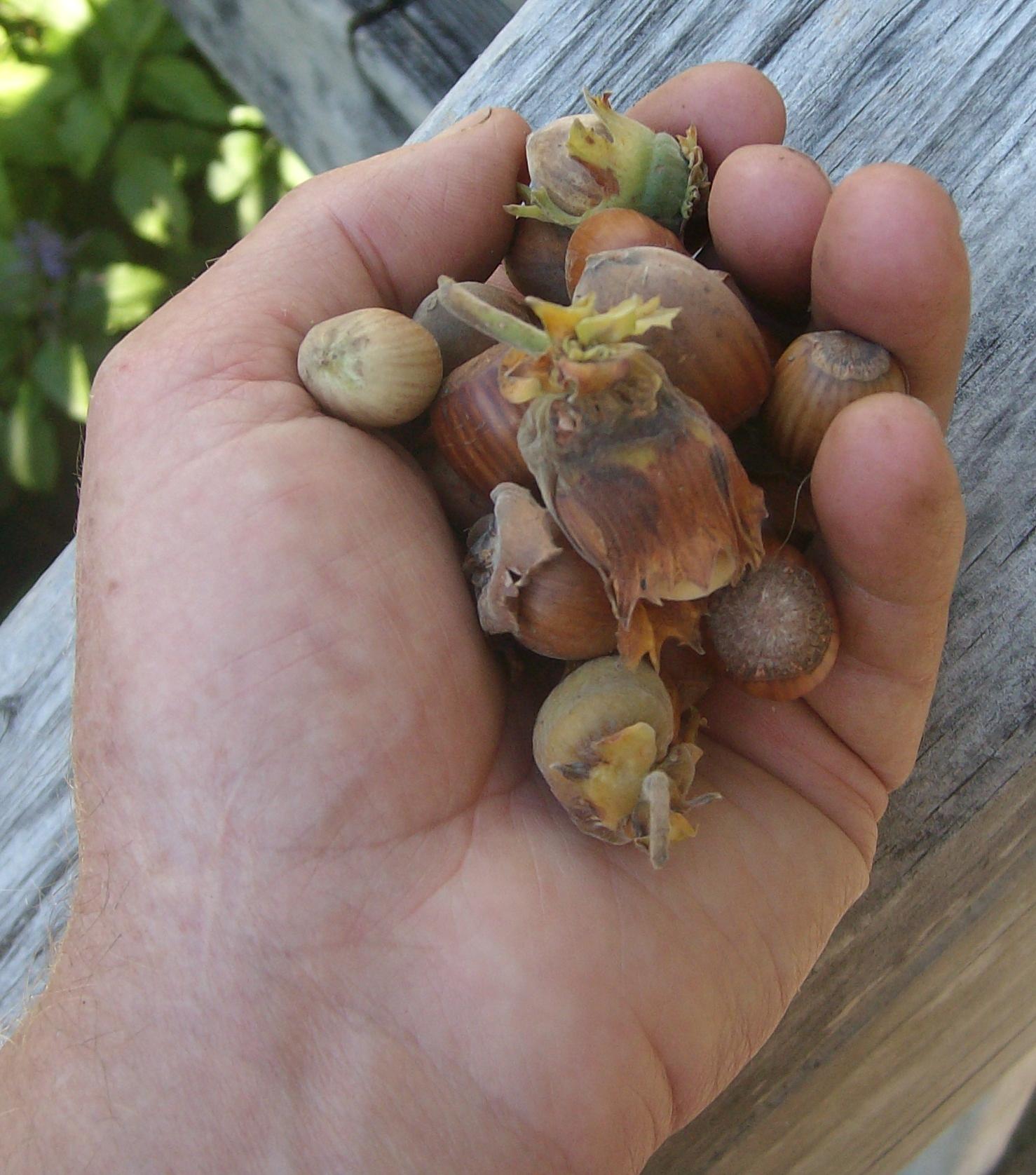 A handful of Helensville hazels