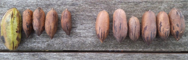 Pecan nut cultivars Terry and Grahbohls