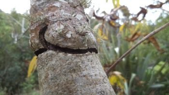 pecan branch ringbarked by Puriri moth