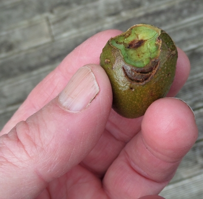 Carmen Hass new fruitlet eaten by possum