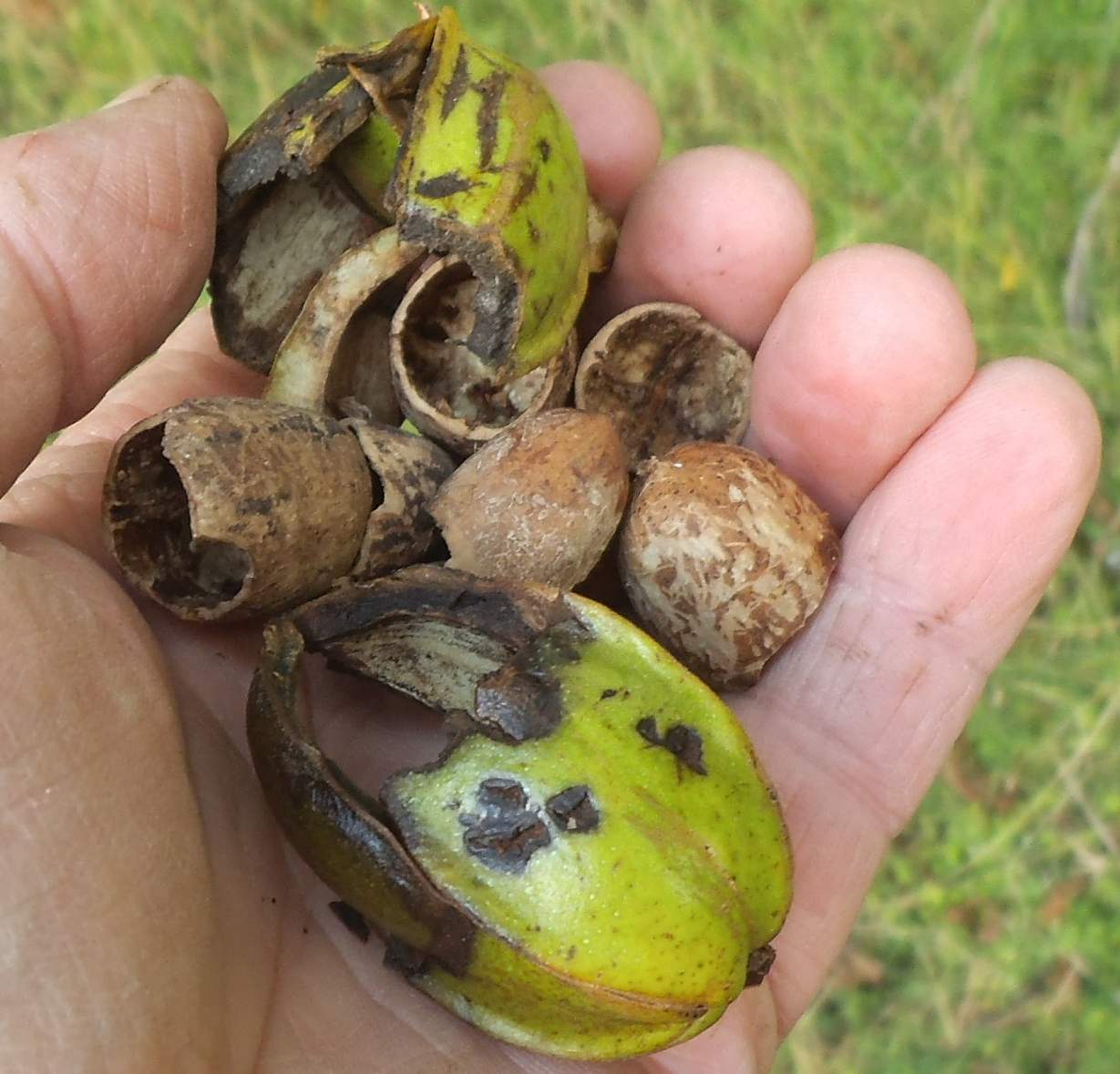 pecans eaten by