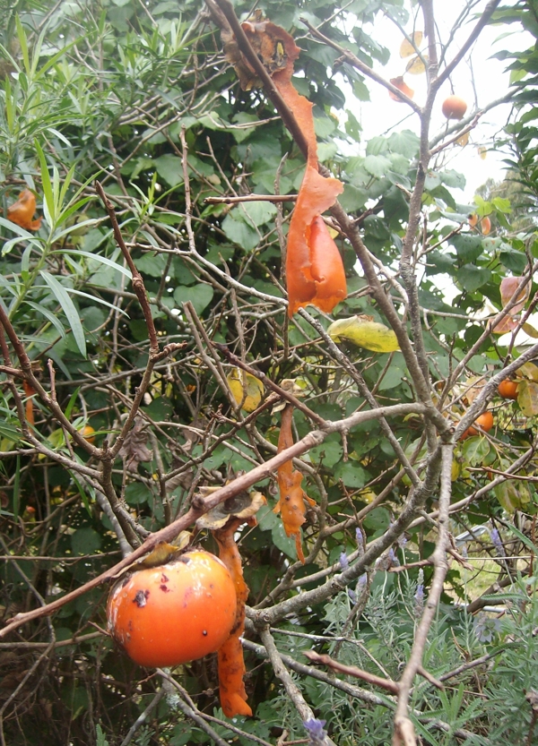 Fuyu persimmon
            fruit eaten down to the skin