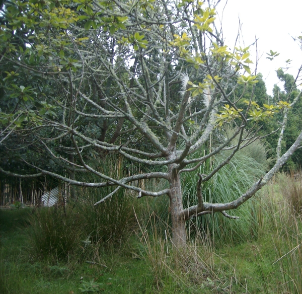 Phytopthera
            affected lucuma tree