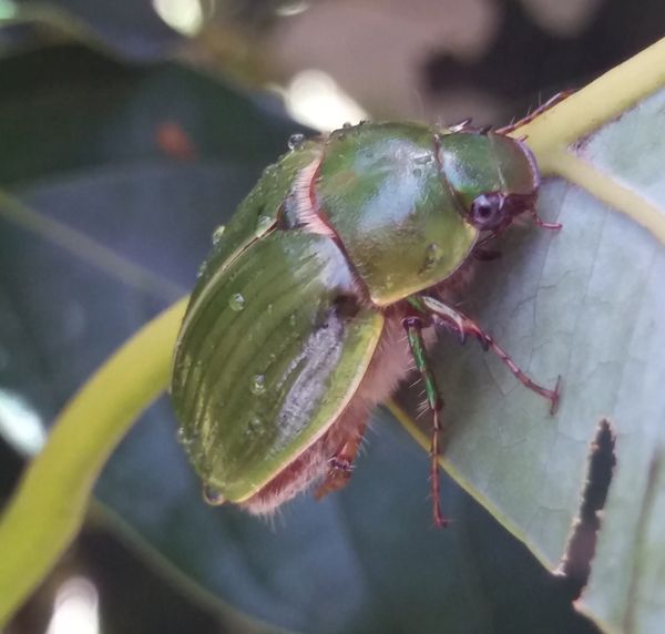 Large green cockchafer