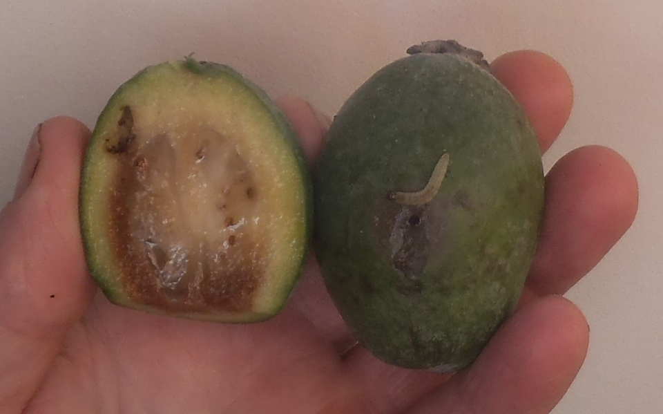guava moth damage to feijoa fruit