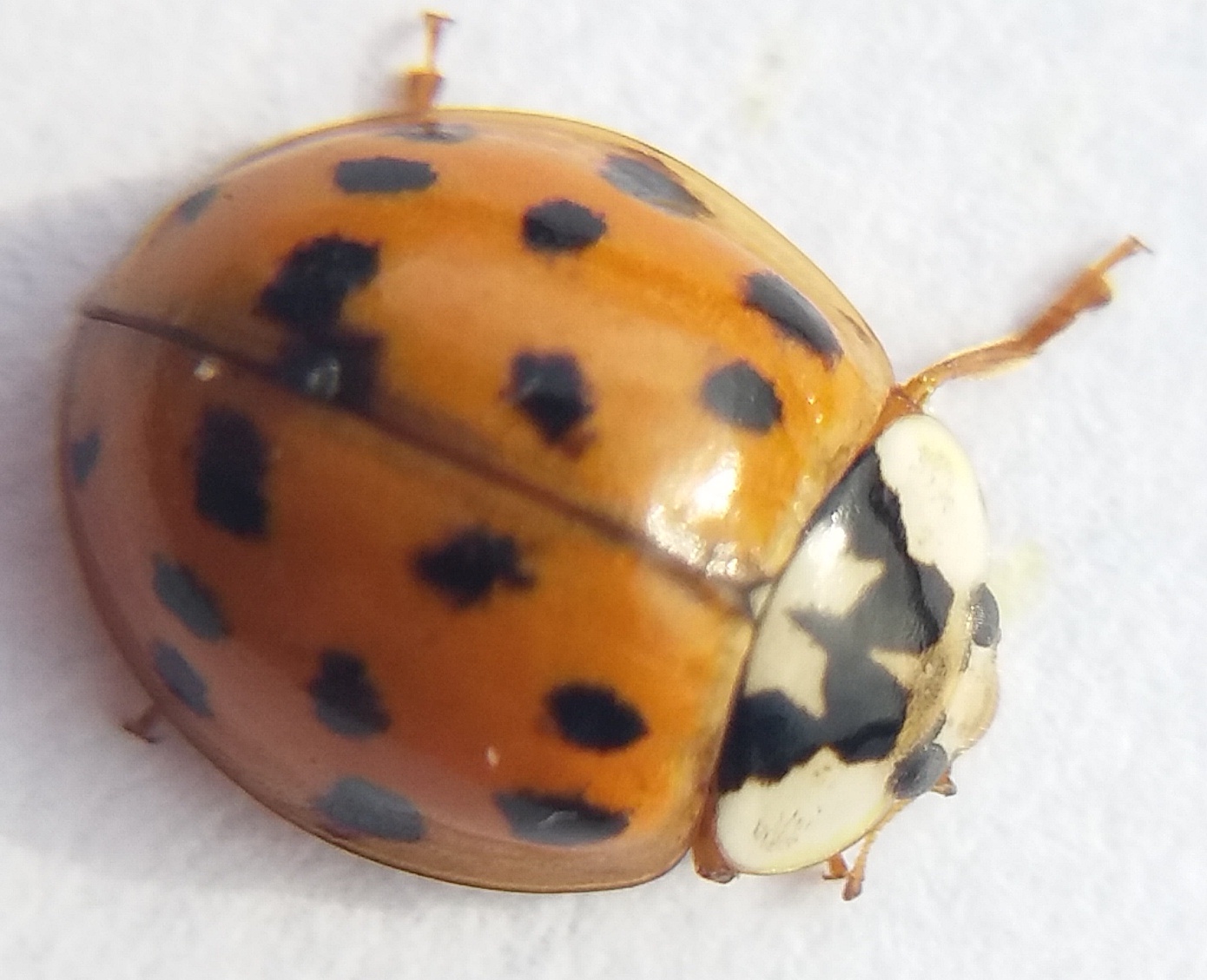 Harlequin
                Ladybird Harmonia axyridis