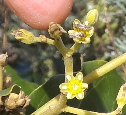 Nysius feeding on avocado
            flowers