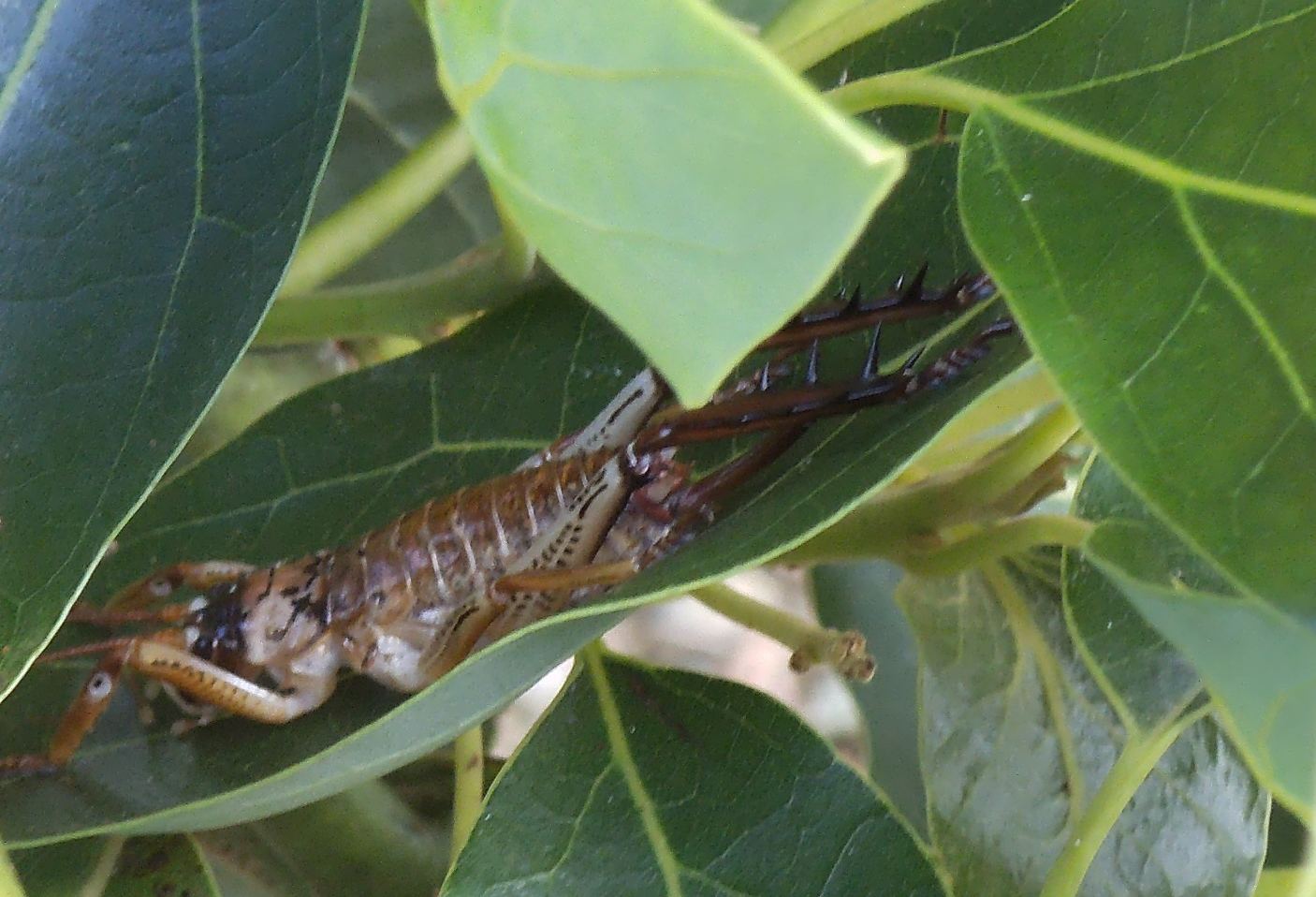 weta
            in the avocado tree