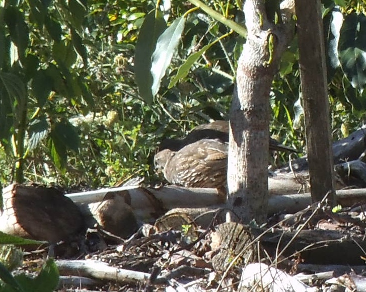 Californian Quail juvenile