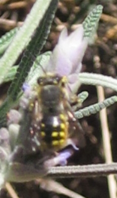 wool carder bee