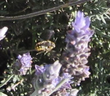 wool carder bee in flight