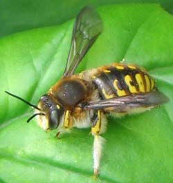 Wool Carder Bee - photo
            Landcare Research Ltd