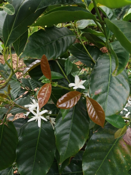Coffea canephora
            flowers - Robusta coffee