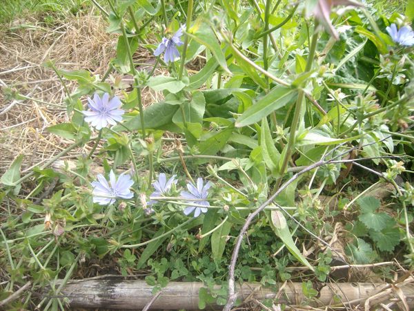 endive flowers