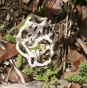 expanded basket
            fungus, Ileodictyon cibarium