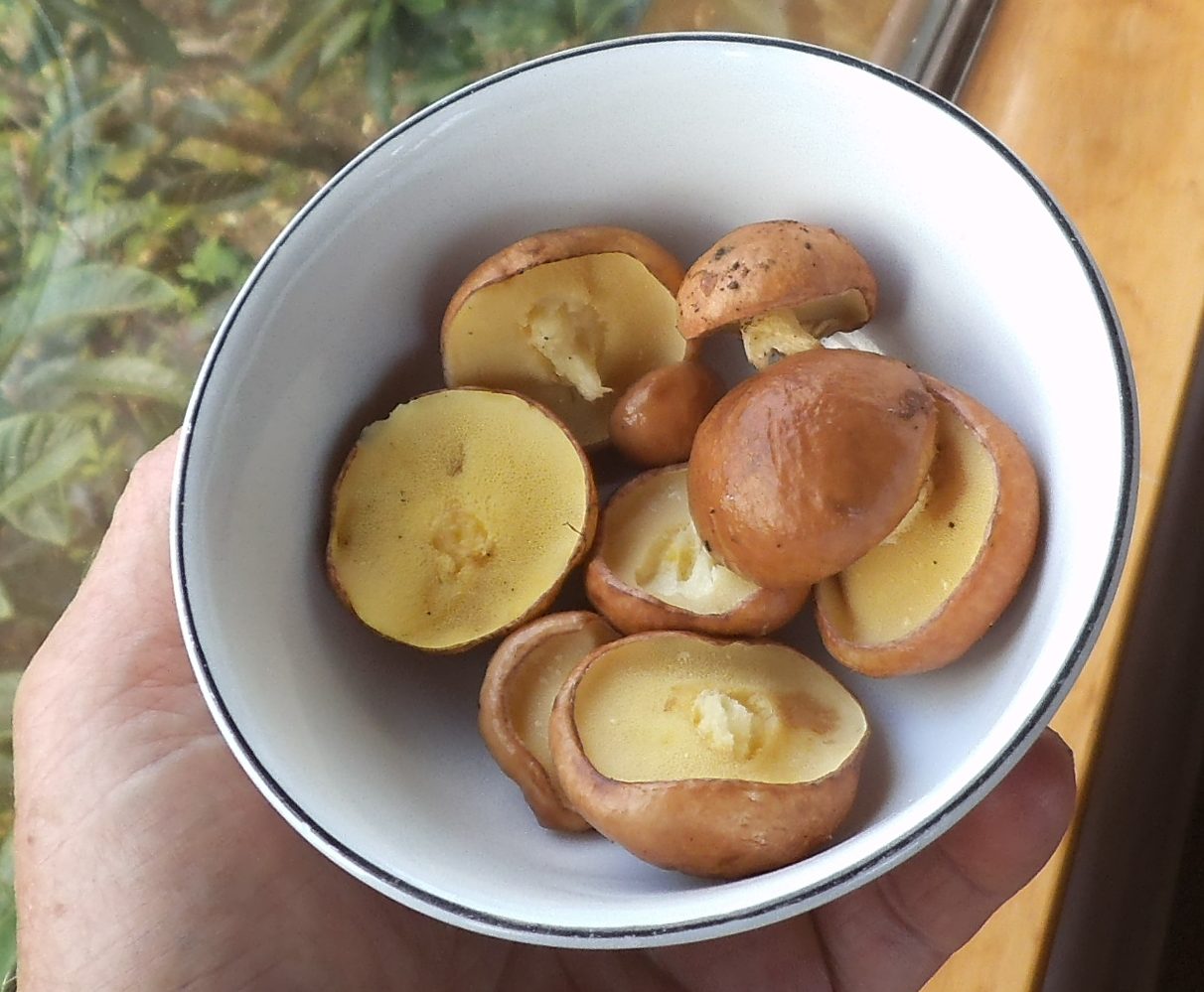 slippery jack mushroom Suillus luteus