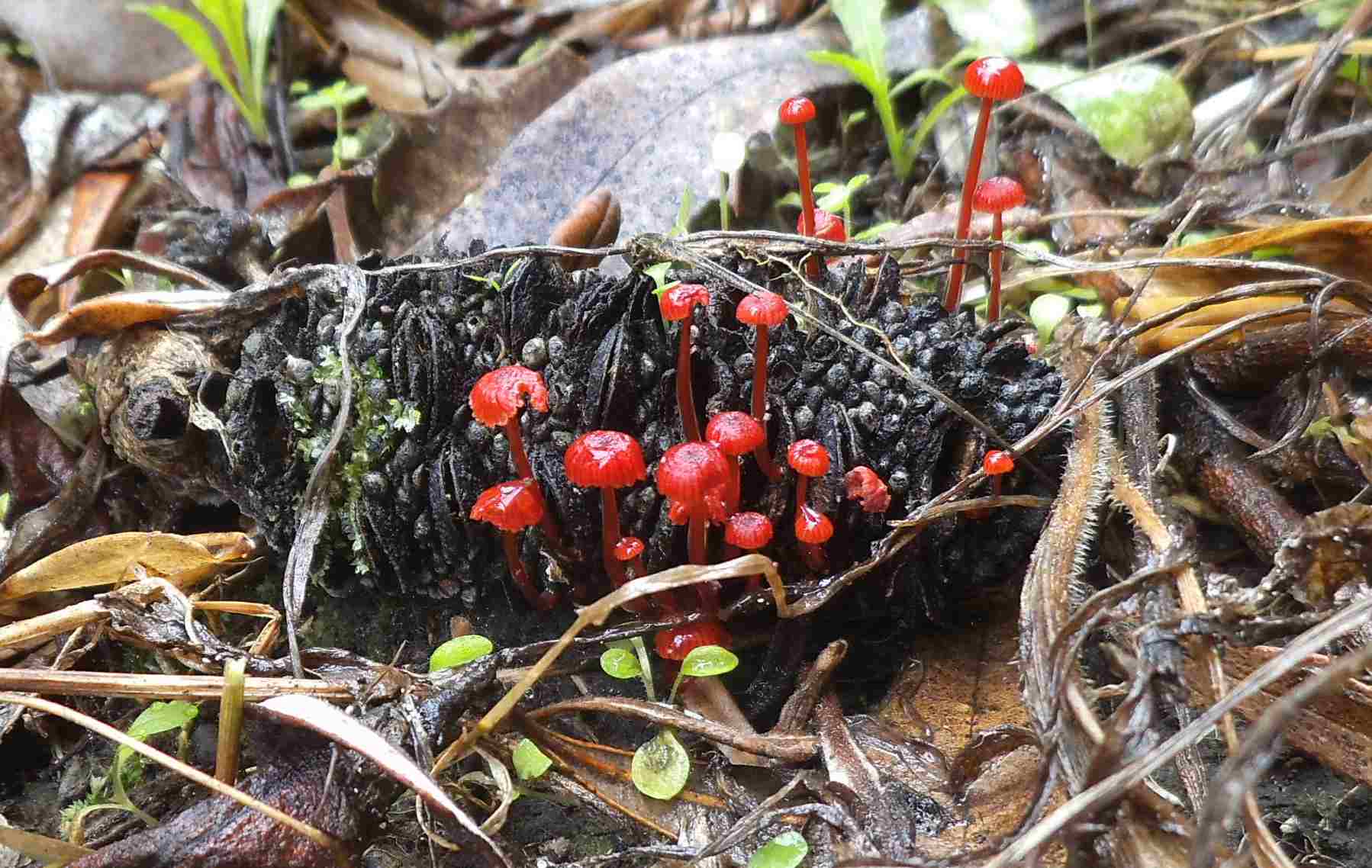 red gill fungus
            on banksia liiter