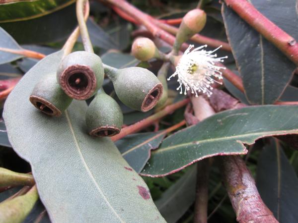 Karri flowers - a first for New Zealand?