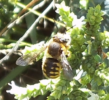 woolcarder bee,
            Helensville, march 2013