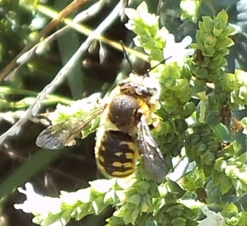 woolcarder bee,
            Helensville, march 2013