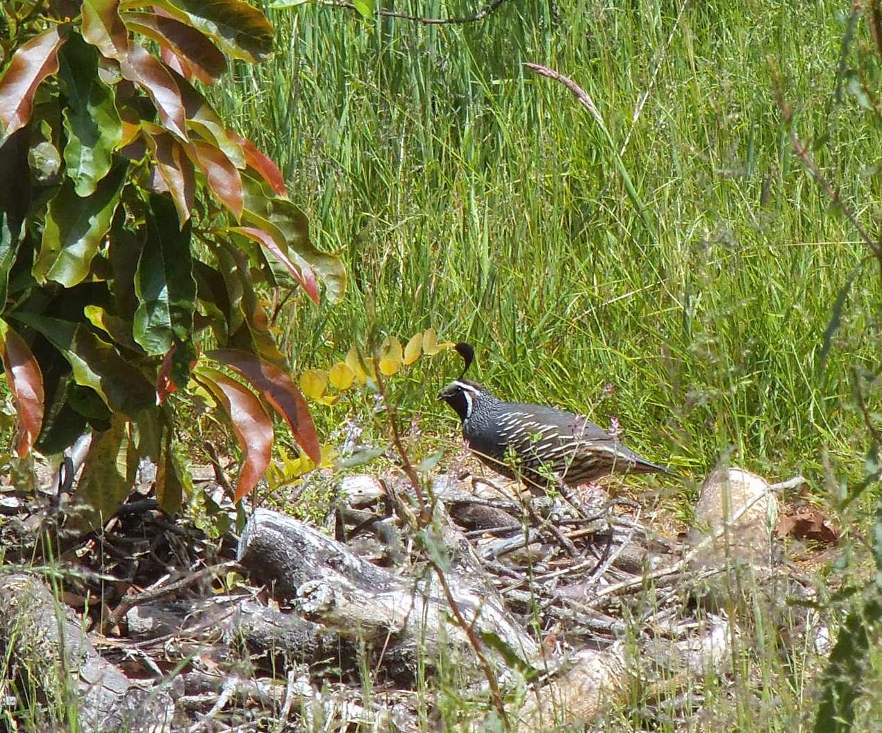 California Quail in avocados