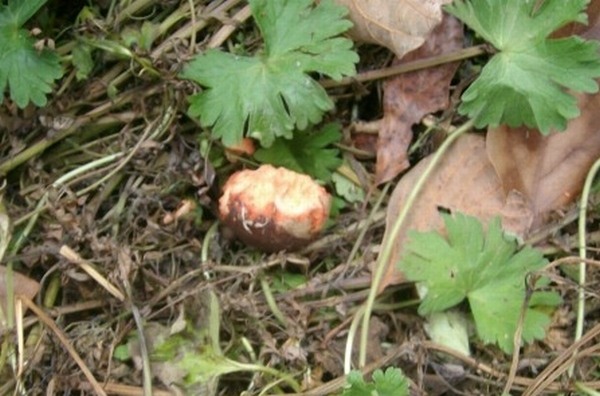 avocado
                seed damaged by rats