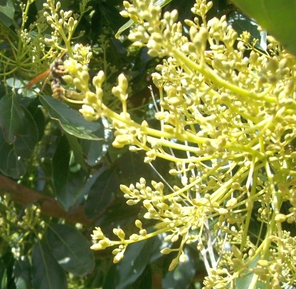 Polistes
                wasp on avocado flowers