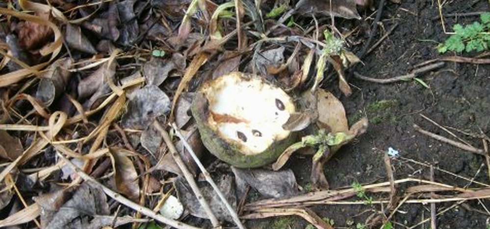 possum
                damage to cherimoya fruit