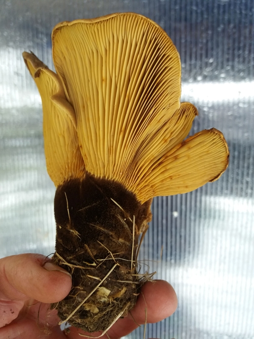 Tapinella atrotomentosa gills