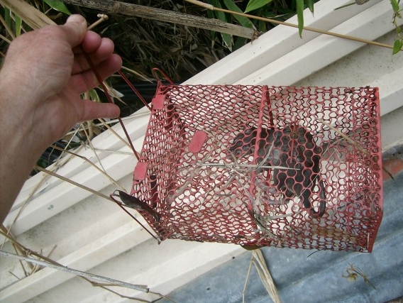 Live trap
                for rats